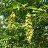 서어나무(Carpinus laxiflora (Siebold & Zucc.) Blume) : 박용석