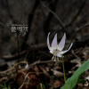 흰얼레지(Erythronium japonicum for. album T.B.Lee) : 麥友
