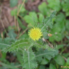 큰방가지똥(Sonchus asper (L.) Hill) : 통통배