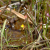 땅귀개(Utricularia bifida L.) : 푸른산야