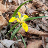 금붓꽃(Iris minutoaurea Makino) : habal