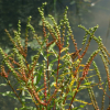 낙지다리(Penthorum chinense Pursh) : 풀배낭