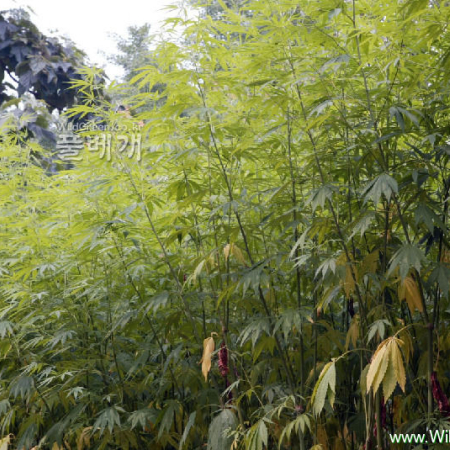 삼(Cannabis sativa L.) : 카르마