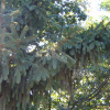 독일가문비(Picea abies (L.) H.Karst.) : 설뫼