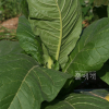 담배(Nicotiana tabacum L.) : 벼루