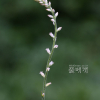쥐꼬리풀(Aletris spicata (Thunb.) Franch.) : 통통배