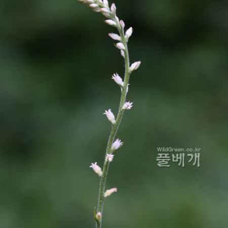 쥐꼬리풀(Aletris spicata (Thunb.) Franch.) : 노루발