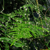 아스파라거스(Asparagus officinalis L.) : 무심거사