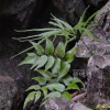 쇠고비(Cyrtomium fortunei J.Sm.) : 통통배