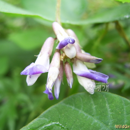 새콩(Amphicarpaea bracteata (L.) Fernald subsp. edgeworthii (Benth.) H.Ohashi) : 청암