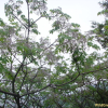 멀구슬나무(Melia azedarach L.) : 청암