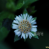 한련초(Eclipta thermalis Bunge) : 별꽃