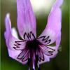 얼레지(Erythronium japonicum (Balrer) Decne.) : 통통배