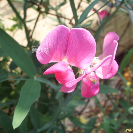 스위트피(Lathyrus odoratus L.) : 봄까치꽃