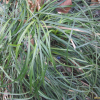 소엽맥문동(Ophiopogon japonicus (L.f.) KerGawl.) : habal