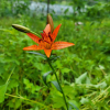 큰하늘나리(Lilium concolor var. megalanthum Wang & Tang) : 설뫼*