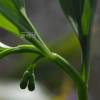종둥굴레(Polygonatum acuminatifolium Kom.) : 통통배