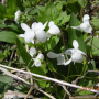 흰제비꽃 : 항상초보