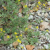 가새잎개갓냉이(Rorippa sylvestris (L.) Besser) : 무심거사