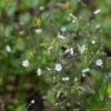 들개미자리(Spergula arvensis L.) : 통통배