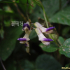 새콩(Amphicarpaea bracteata (L.) Fernald subsp. edgeworthii (Benth.) H.Ohashi) : 꽃천사