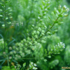 다닥냉이(Lepidium apetalum Willd.) : 들국화
