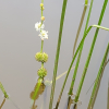 좁은잎흑삼릉(Sparganium hyperboreum Laest. ex Beurl.) : 통통배