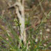 물골풀(Juncus gracillimus (Buchenau) V.I.Krecz. & Gontsch.) : 통통배