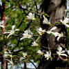 목련(Magnolia kobus DC.) : 설뫼