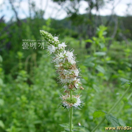 페퍼민트(Mentha × piperita) : 별꽃