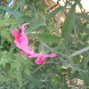 스위트피(Lathyrus odoratus L.) : 봄까치꽃