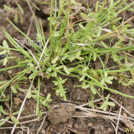 병아리방동사니(Cyperus hakonensis Franch. & Sav.) : 고들빼기