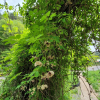 으름덩굴(Akebia quinata (Thunb.) Decne.) : 청풍