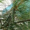 스트로브잣나무(Pinus strobus L.) : 청암