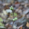 가침박달(Exochorda serratifolia S.Moore) : 꽃사랑