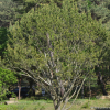 백송(Pinus bungeana Zucc. ex Endl.) : 무심거사