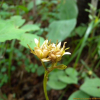 숙은처녀치마(Heloniopsis tubiflora Fuse) : 산들꽃