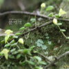 콩짜개란(Bulbophyllum drymoglossum Maxim. ex Okub.) : 풀잎사랑