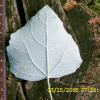 사시나무(Populus tremula L. var. davidiana (Dode) C.K.Schneid.) : 현촌