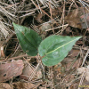비비추난초(Tipularia japonica Matsum.) : habal