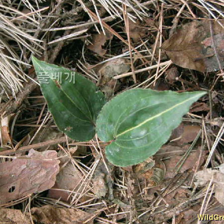 비비추난초(Tipularia japonica Matsum.) : habal