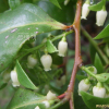 모새나무(Vaccinium bracteatum Thunb.) : 봄까치꽃