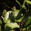 큰두루미꽃(Maianthemum dilatatum (Wood) A.Nelson & J.F.Macbr.) : 통통배