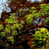 만주고로쇠(Acer truncatum Bunge) : 꽃사랑