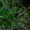 푸른방동사니(Cyperus nipponicus Franch. & Sav.) : 塞翁之馬