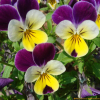 삼색제비꽃(Viola tricolor L.) : 塞翁之馬