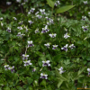 콩제비꽃(Viola verecunda A.Gray) : 塞翁之馬