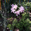 상사화(Lycoris squamigera Maxim.) : 산들꽃