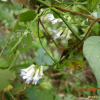 새콩(Amphicarpaea bracteata (L.) Fernald subsp. edgeworthii (Benth.) H.Ohashi) : 산들꽃