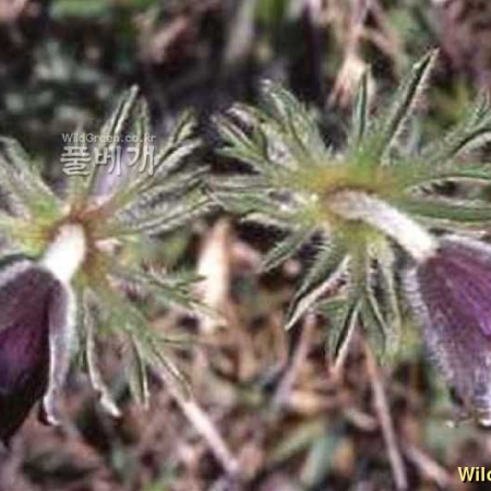 가는잎할미꽃(Pulsatilla cernua (Thunb.) Bercht. & J.Presl) : kplant1